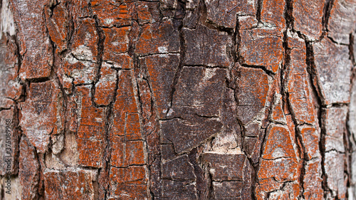 Iron Tree