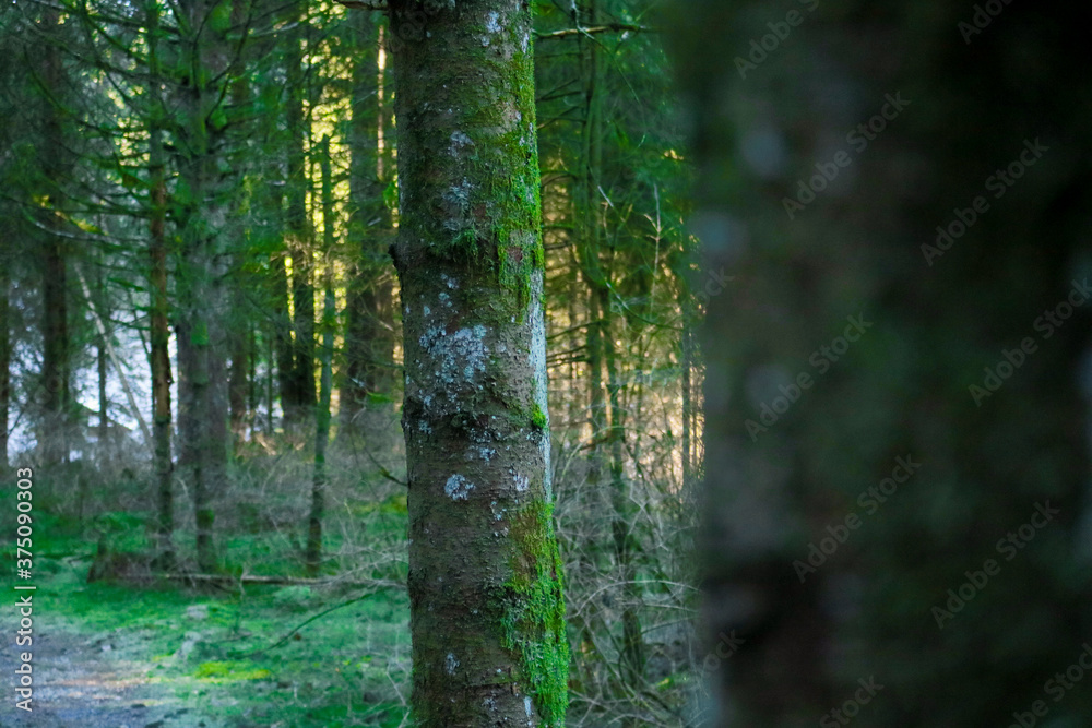 Obraz premium Sentiero nel bosco della valle scura sull'Altopiano di Asiago, viaggi e paesaggi in Veneto