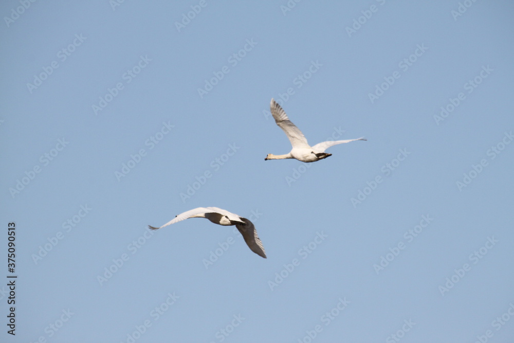 A view of Mute Swans in flight