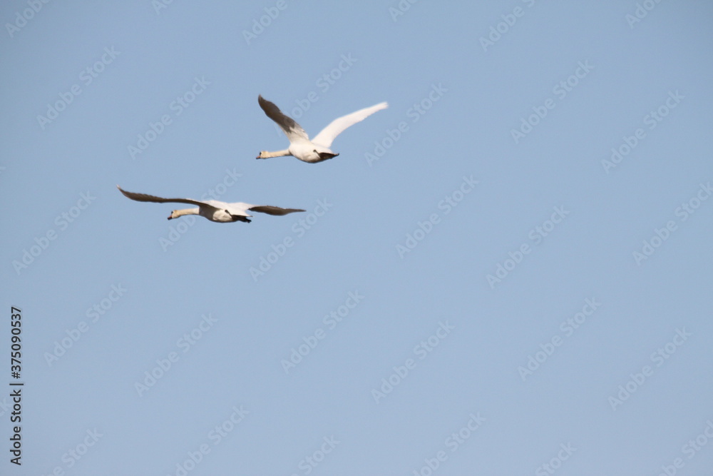 A view of Mute Swans in flight