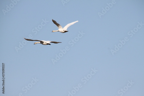 A view of Mute Swans in flight