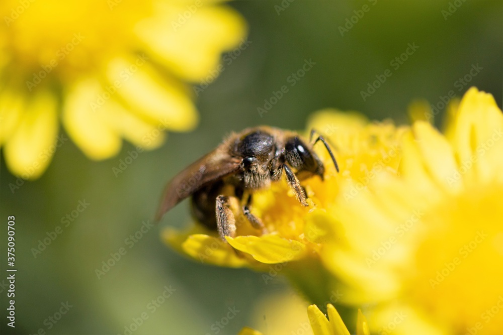 On a yellow flower, a bee collects nectar, macro, closeup. On a yellow flower, a bee collects nectar, macro, closeup.