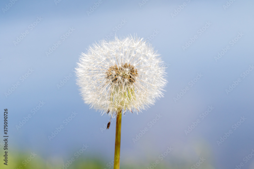 White dandelion on a background of blue sky.