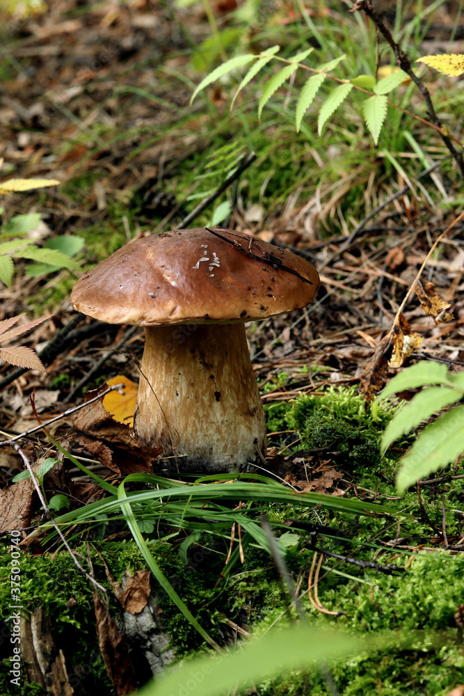 mushroom in the forest mushroom in the forest