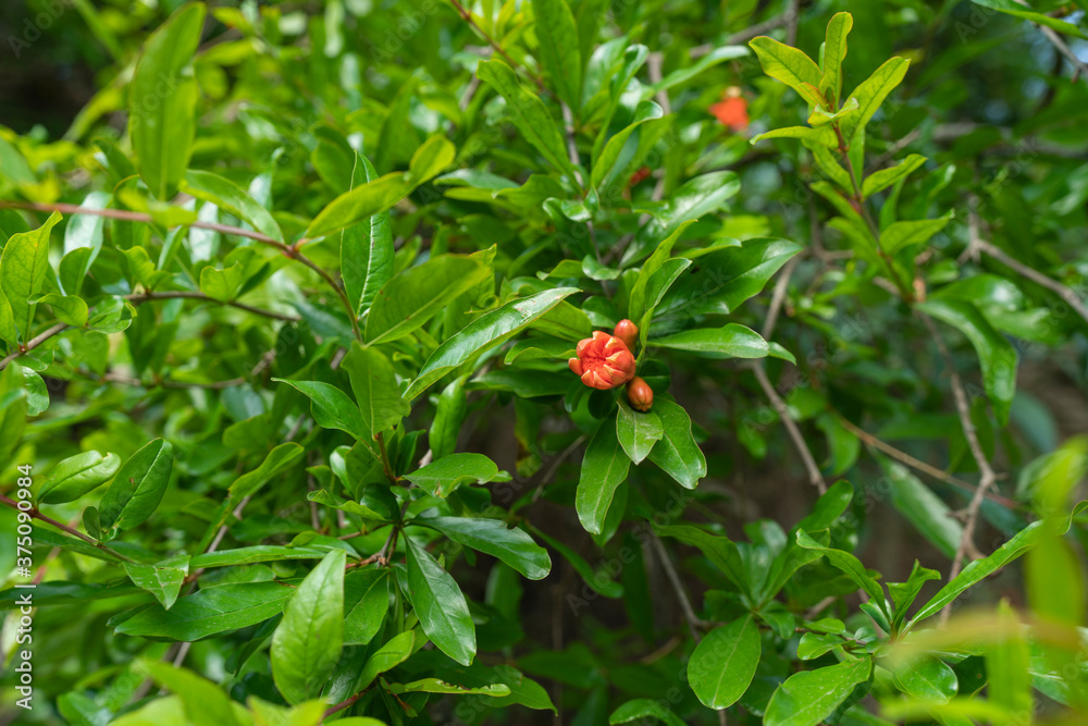 leaves, branches and flower of a pomegranate leaves, branches and flower of a pomegranate