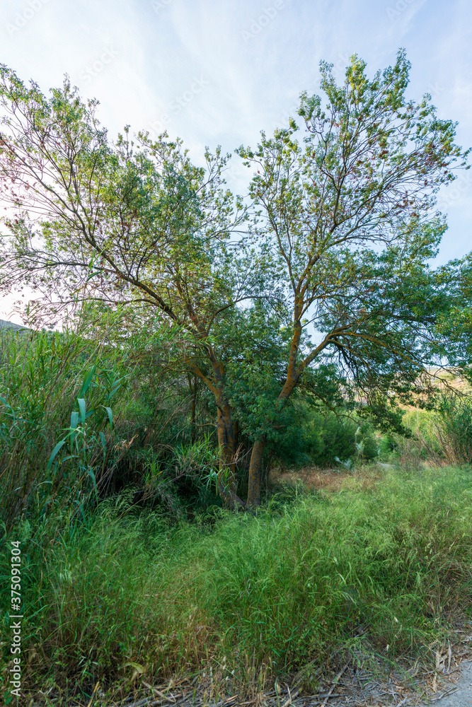 big tree in the countryside of Spain big tree in the countryside of Spain