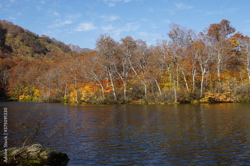 Obraz premium Beautiful colored trees with lake in autumn, landscape photography. Outdoor and nature in Japan