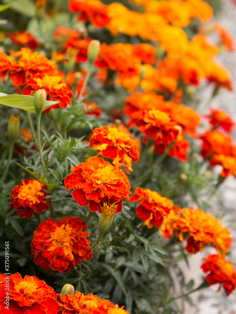 Marigold flowers also known as tagetes close – up view