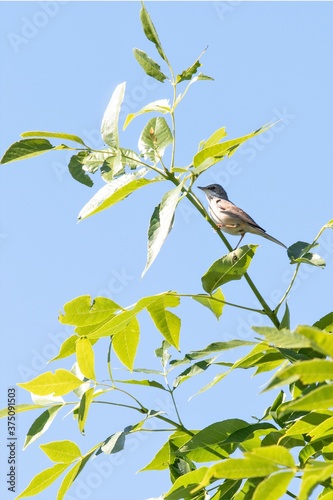 A small warbler sits in the branches of a tree.