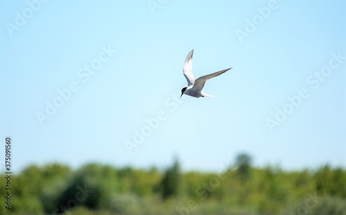 Seagull bird in flight against the blue sky.