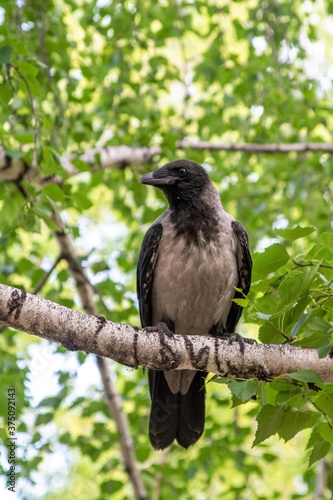 Crow bird sits on a tree branch, summer nature.