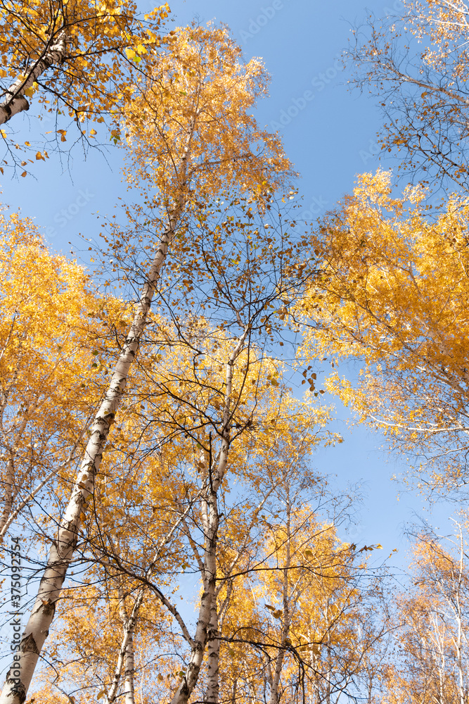 Autumn birch yellow forest. Golden autumn Autumn birch yellow forest. Golden autumn
