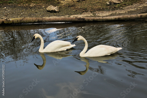 A view of a Trumpeter Swan © Simon Edge