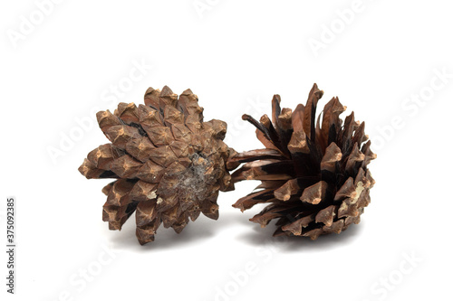 Spruce, pine cones on a white background.