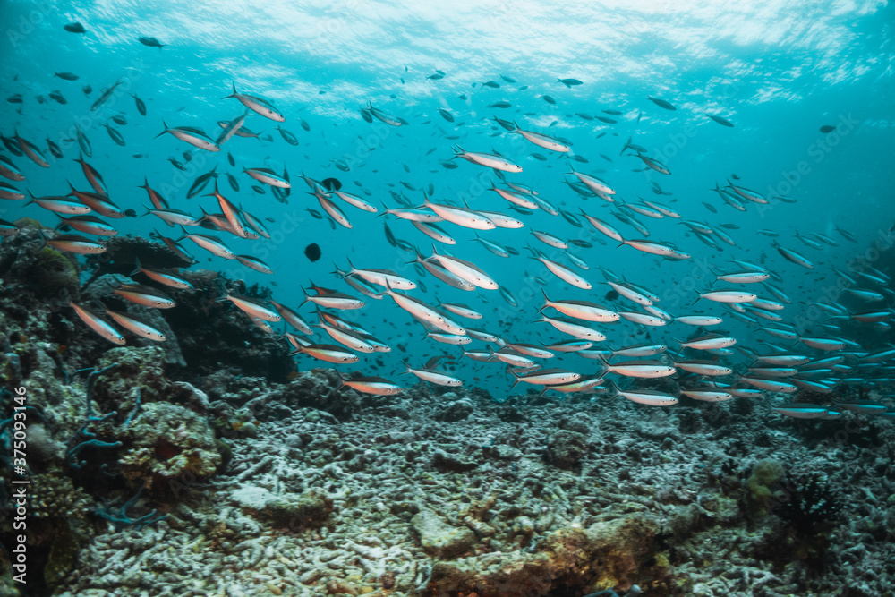 Stunning underwater reef scene with schooling fish among colorful coral reef environment Stunning underwater reef scene with schooling fish among colorful coral reef environment