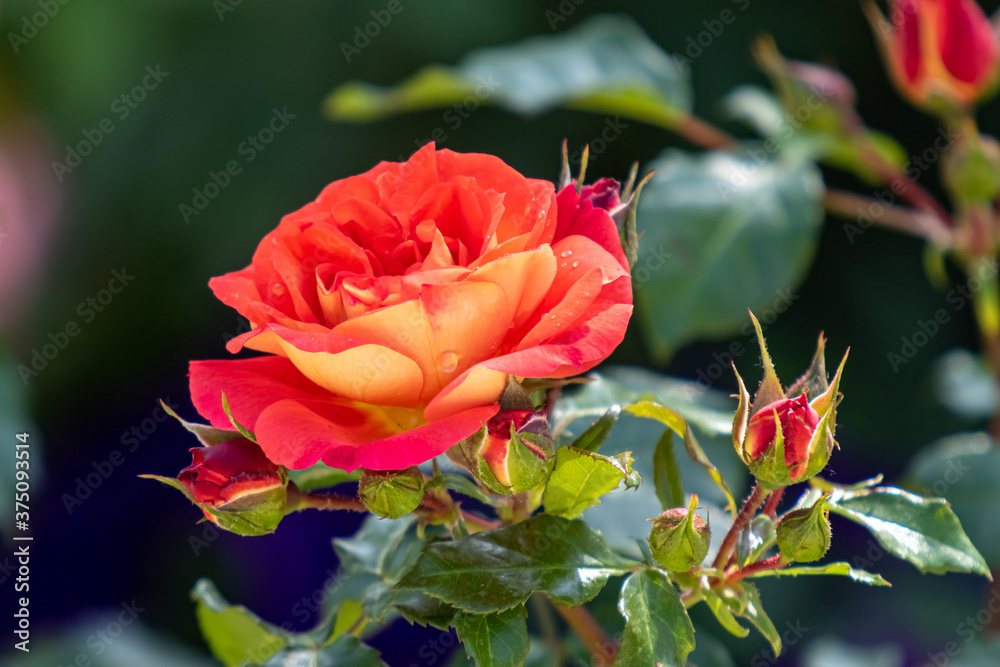 Bright rose flower, blurred nature background. Bright rose flower, blurred nature background.