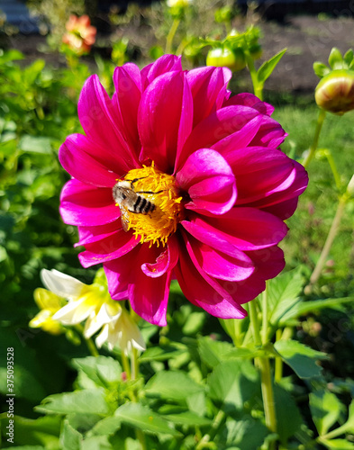 A bee sits on a pink flower, botanical photographs.