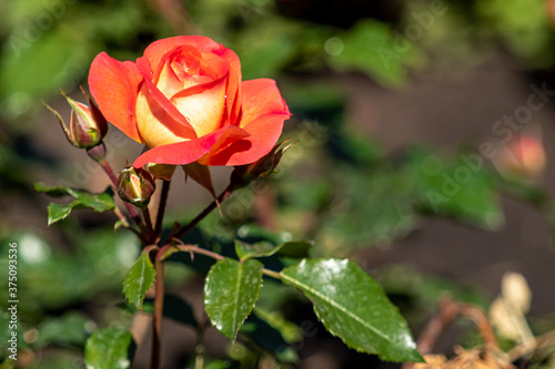 Bright rose flower, blurred nature background.