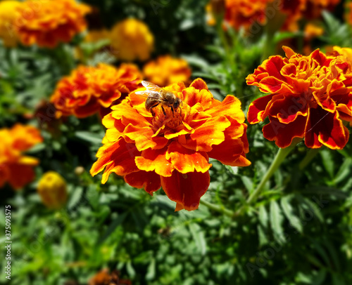 A bee sits on a marigold flower. Red and orange flower, botanical photographs.