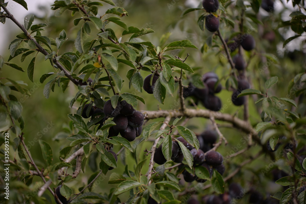 ripe plums in the tree. prunus domestica fruits in the orchard ripe plums in the tree. prunus domestica fruits in the orchard