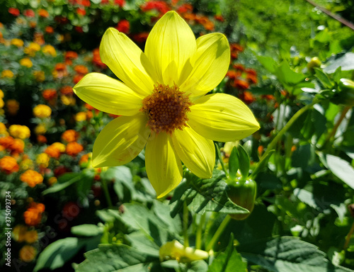 Beautiful yellow flower in the garden, botanical photography.