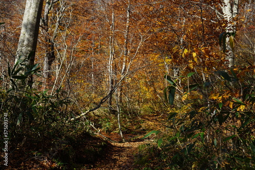 Beautiful autumn landscape in Northern Alps of Japan, Otari, Nagano.