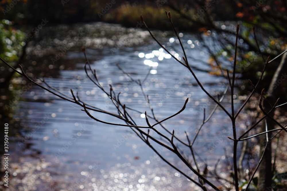 Fototapeta premium Beautiful colored trees with lake in autumn, landscape photography. Outdoor and nature in Japan