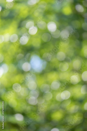 Bokeh  background  abstract blurry leaves. Green forest nature.