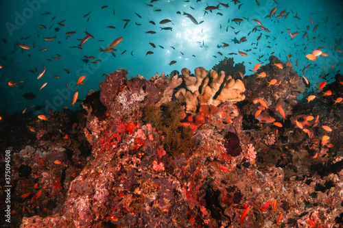 Underwater tropical reef scene, schools of small fish swimming together in blue water among colorful coral reef in The Maldives, Indian Ocean © Aaron