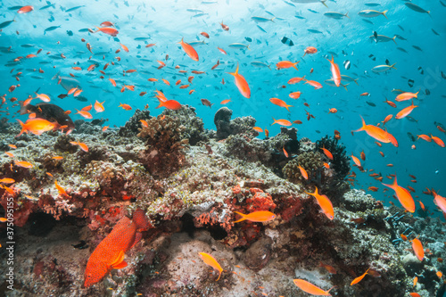 Fototapeta Naklejka Na Ścianę i Meble -  Underwater tropical reef scene, schools of small fish swimming together in blue water among colorful coral reef in The Maldives, Indian Ocean