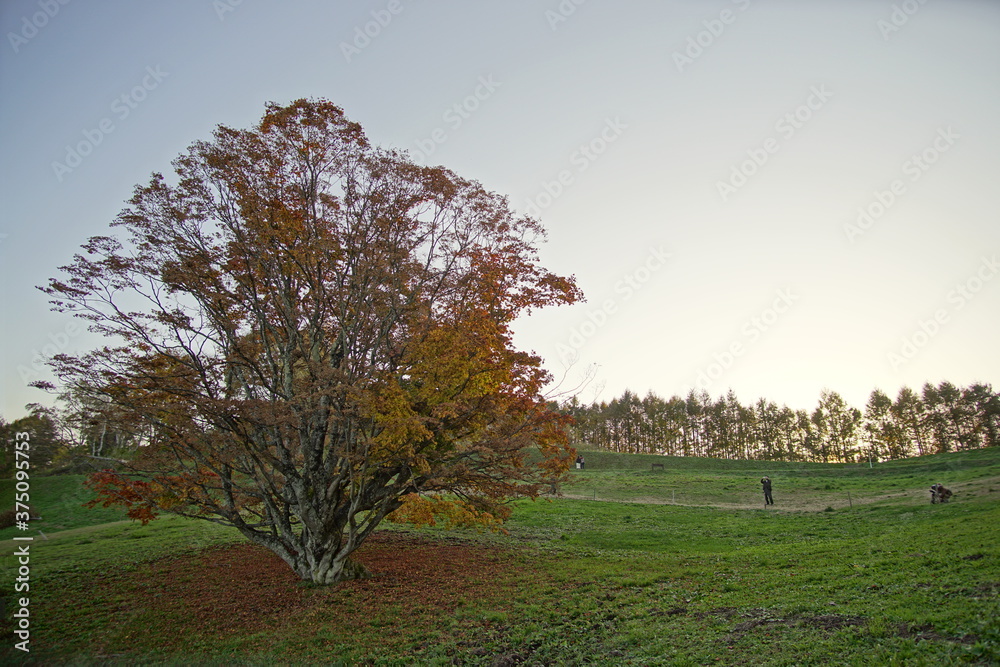 Autumn color tree called KAEDE, in the beautiful green field of Japan Autumn color tree called KAEDE, in the beautiful green field of Japan
