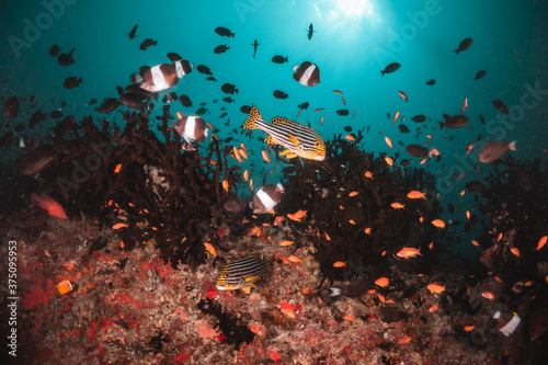 Underwater tropical reef scene  schools of small fish swimming together in blue water among colorful coral reef in The Maldives  Indian Ocean