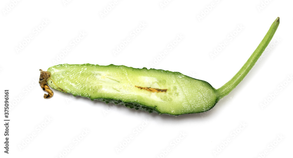 Green gherkins cucumbers isolated on a white background. Green gherkins cucumbers isolated on a white background.