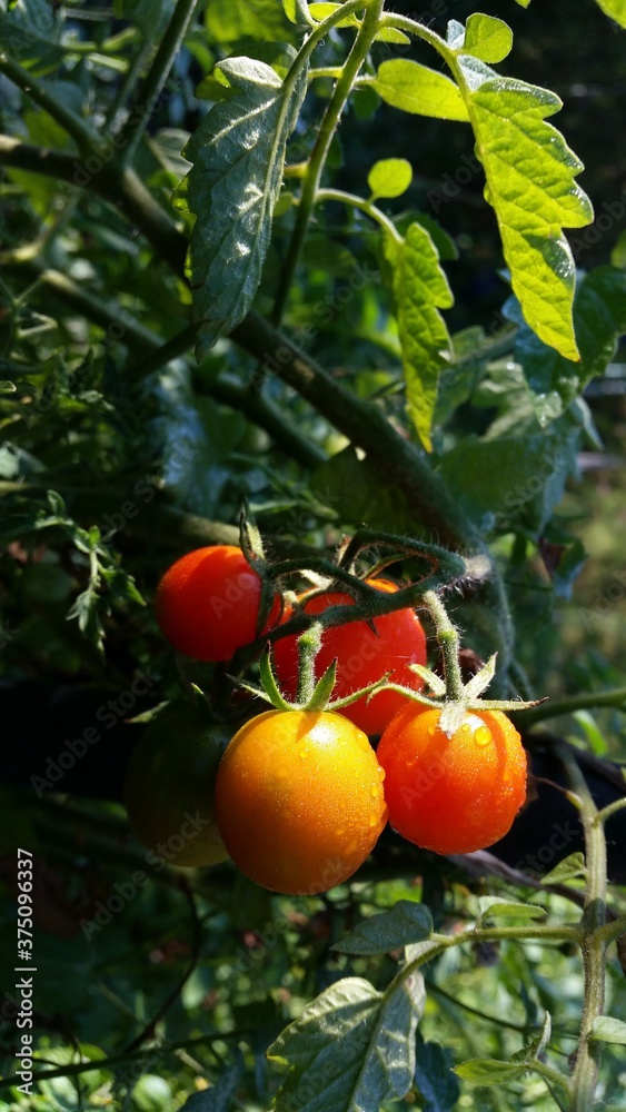 ripe tomatoes in the garden. Solanum lycopersicum with droplets in the morning. unripe vegetables ripe tomatoes in the garden. Solanum lycopersicum with droplets in the morning. unripe vegetables