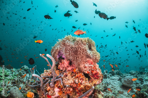 Fototapeta Naklejka Na Ścianę i Meble -  Underwater tropical reef scene, anemone or nemo clown fish swimming in blue water among colorful coral reef in The Maldives, Indian Ocean