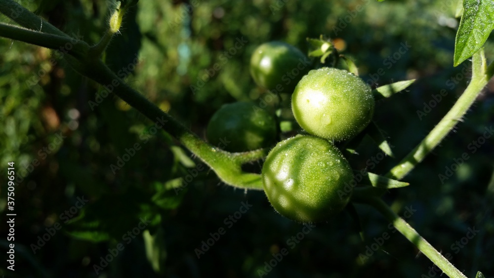 ripe tomatoes in the garden. Solanum lycopersicum with droplets in the morning. unripe vegetables ripe tomatoes in the garden. Solanum lycopersicum with droplets in the morning. unripe vegetables