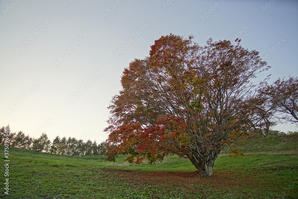 Autumn color tree called KAEDE, in the beautiful green field of Japan Autumn color tree called KAEDE, in the beautiful green field of Japan