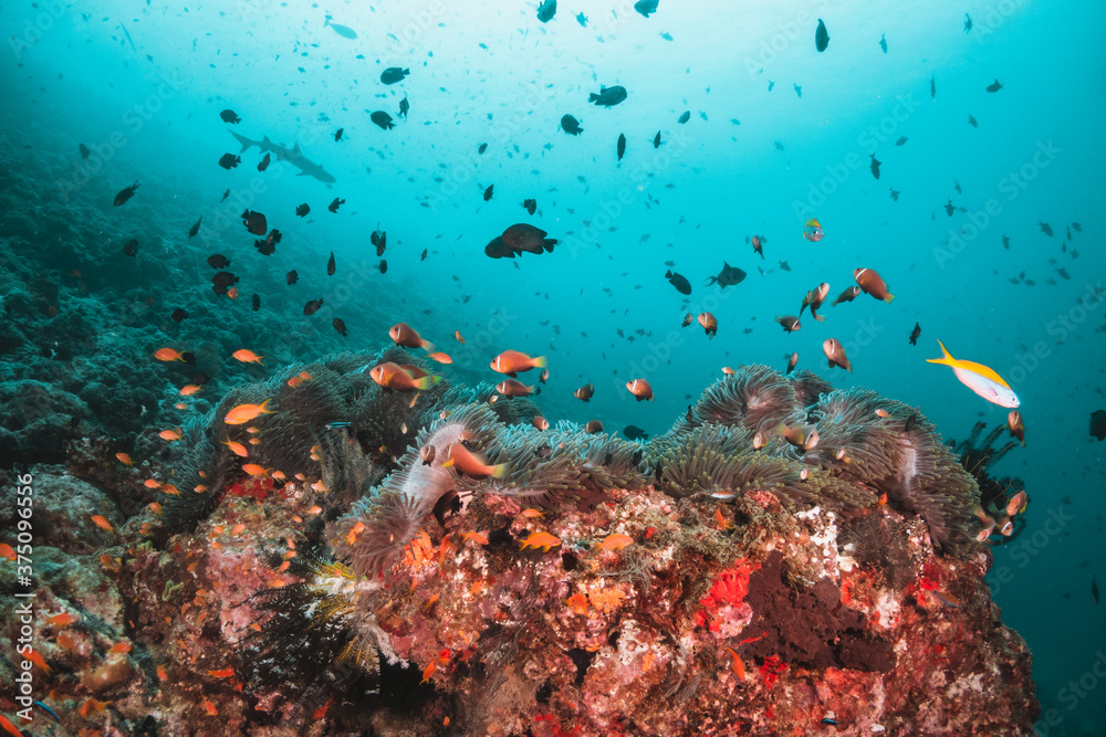 Fototapeta premium Underwater tropical reef scene, anemone or nemo clown fish swimming in blue water among colorful coral reef in The Maldives, Indian Ocean