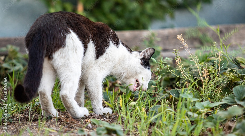 Black and white cat in the grass in nature. Black and white cat in the grass in nature.