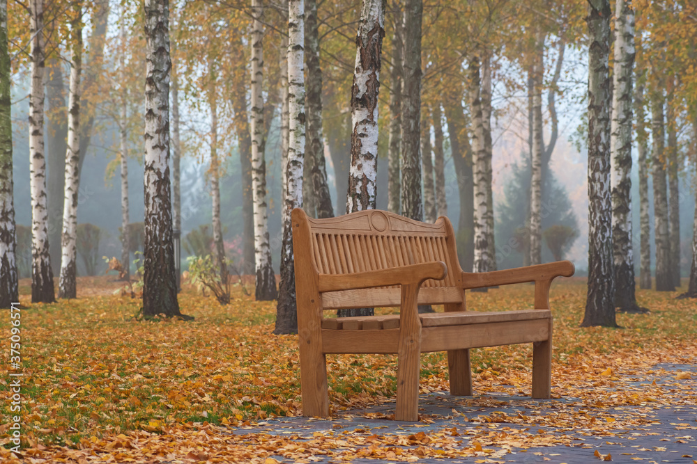 The brown wooden bench on autumn birch trees  background