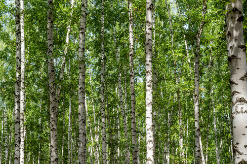 White birch trees  nature in the forest  summer.