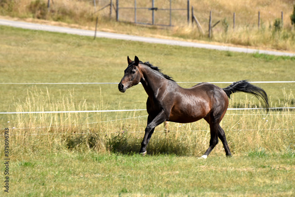 Alter American Quarter Horse Hengst Alter American Quarter Horse Hengst