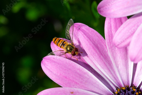 Marmalade hoverfly (Episyrphus balteatus) on Cape Marguerite (Dimorphotheca ecklonis)