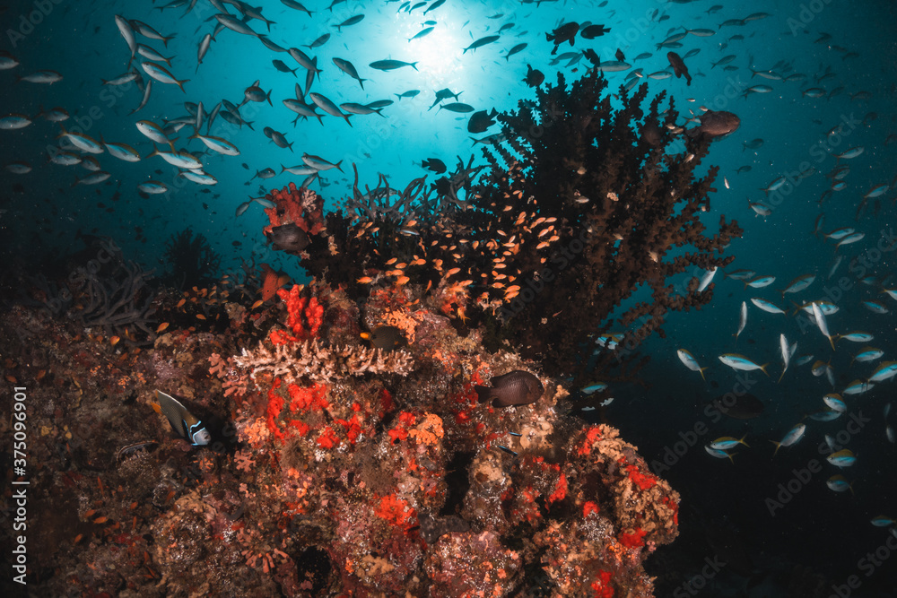 Fototapeta premium Underwater tropical reef scene, schools of small fish swimming together in blue water among colorful coral reef in The Maldives, Indian Ocean