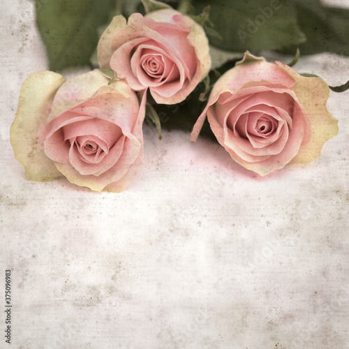 textured old paper background with unusual pink and green rose