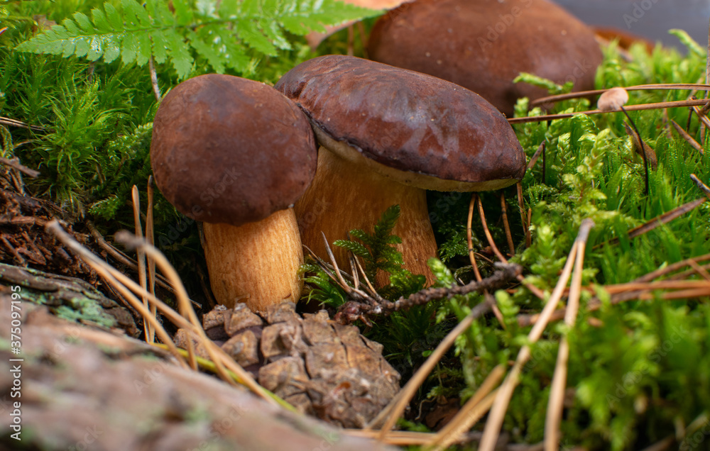 Boletus Badius or Bay Bolete Mushrooms in Wold Forest Boletus Badius or Bay Bolete Mushrooms in Wold Forest