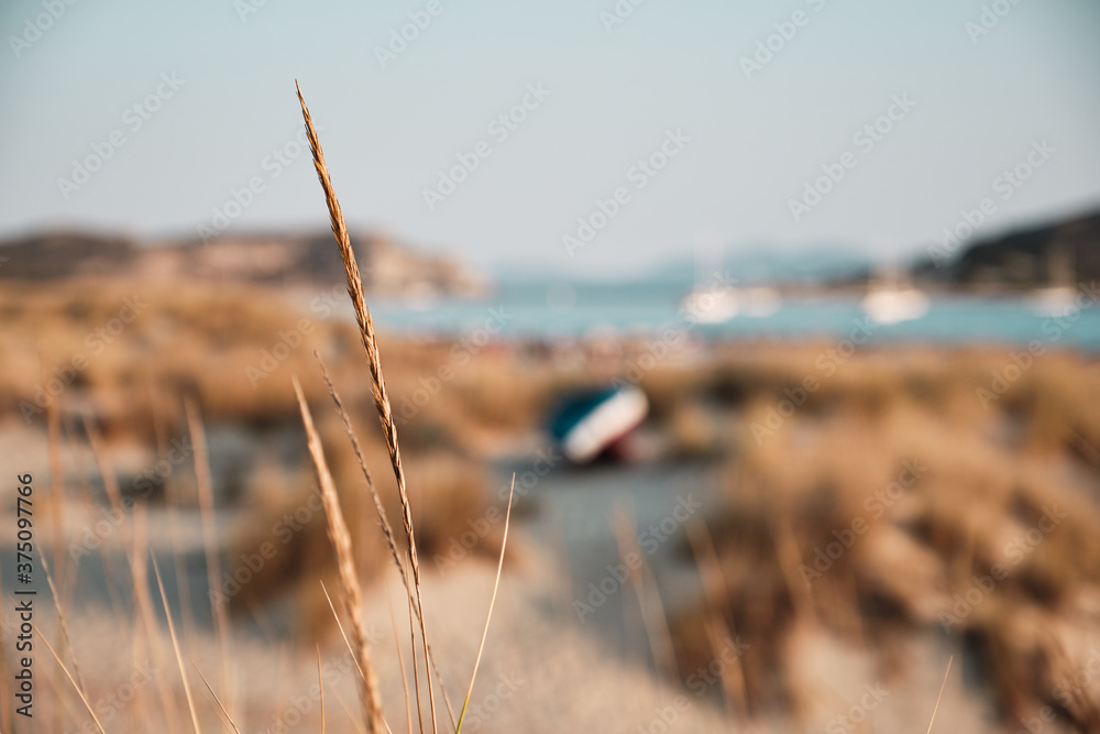 A close-up of some cobs by the sea