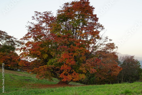 Autumn color tree called KAEDE, in the beautiful green field of Japan