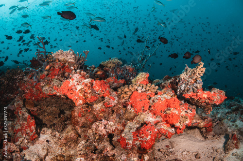 Underwater tropical reef scene, schools of small fish swimming together in blue water among colorful coral reef in The Maldives, Indian Ocean