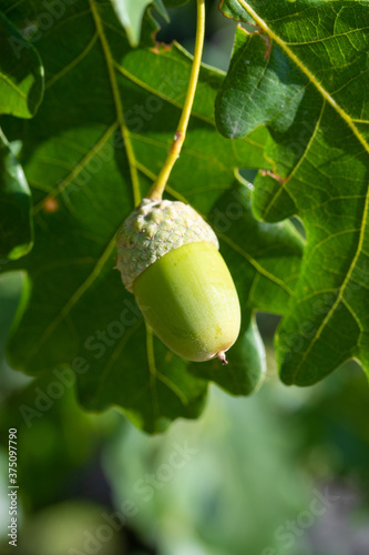 Green acorn on a tree with oak leaves.